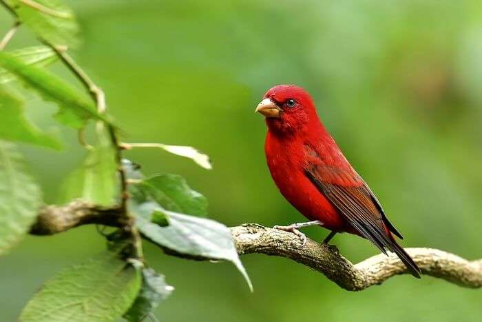 spot scarlet-finch in sikkim