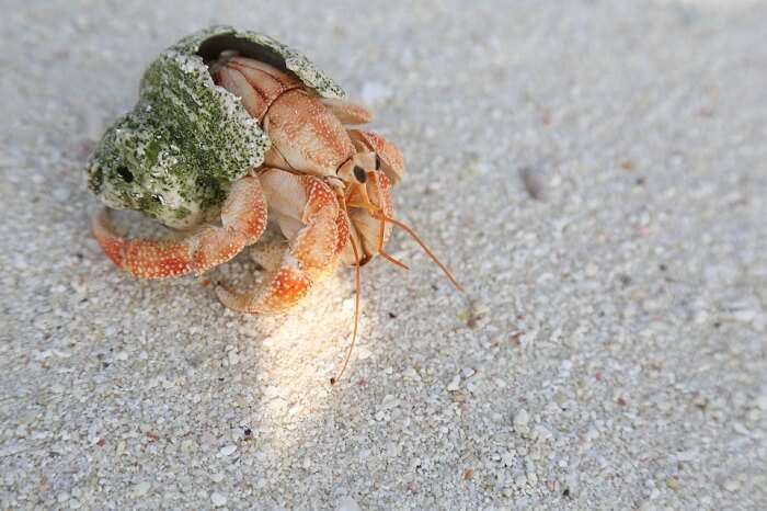 A crab on the sandy beach of Bangaram Island