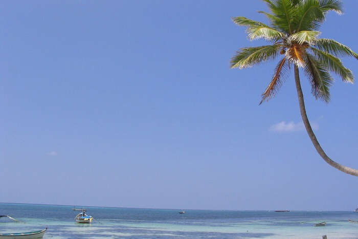 A palm tree at Kavaratti Beach with wooden boats in the sea