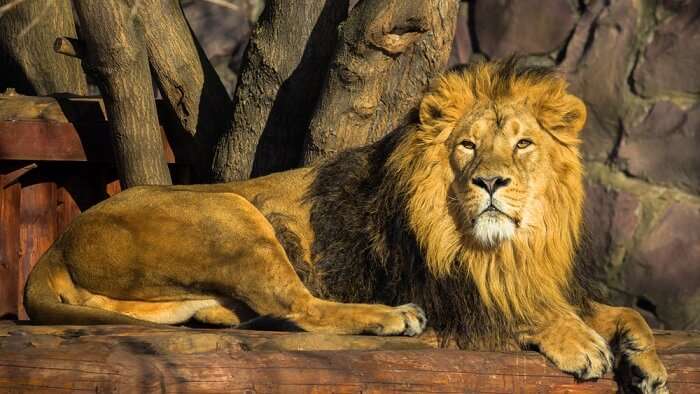 Gir National Park 2022 Guide: Get Info About Asiatic Lions' Kingdom