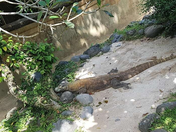 komodo dragon in bali