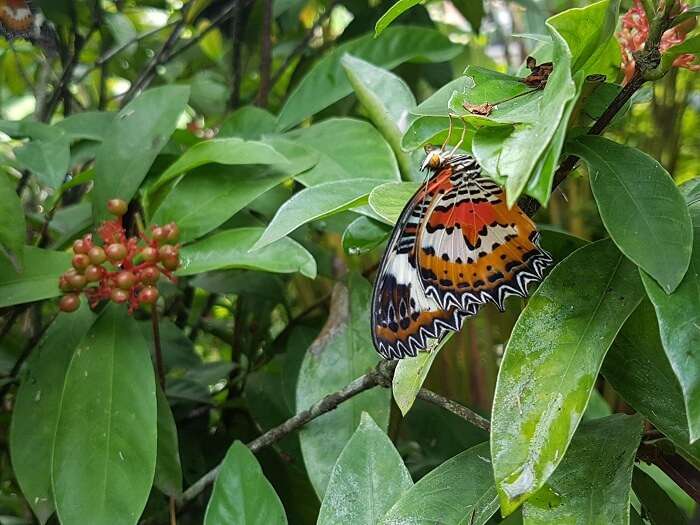 butterfly park in bali
