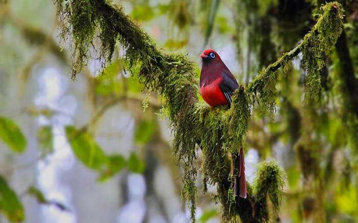 A Ward’s Trogon as spotted in Eaglenest Wildlife Sanctuary in Arunachal Pradesh 