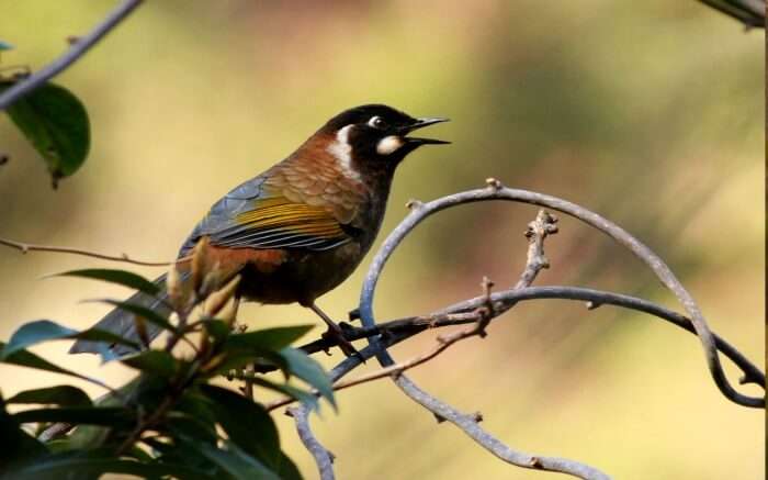 A bird sitting on a branch in Eaglenest Wildlife Sanctuary in Arunachal Pradesh 