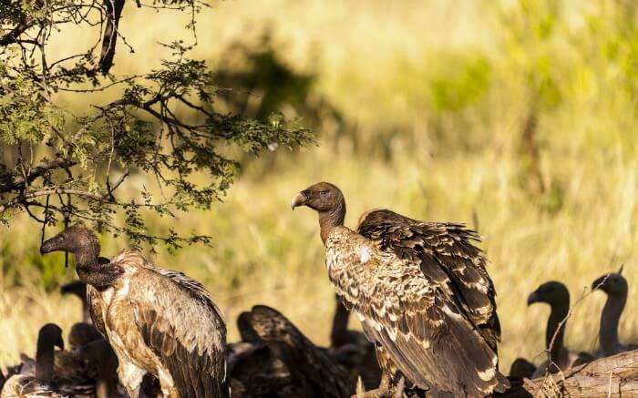 A group of African vultures in a national park in Kenya