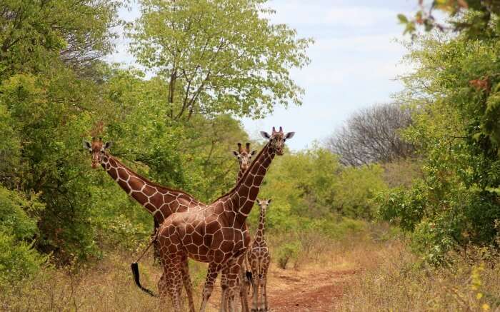 A group of giraffe posing for a photograph in Meru National Park in Kenya