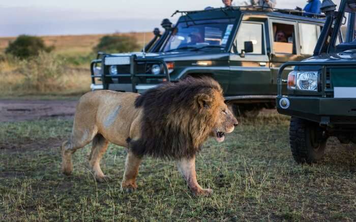 A lion walking past the safari jeep in a national park in Kenya 