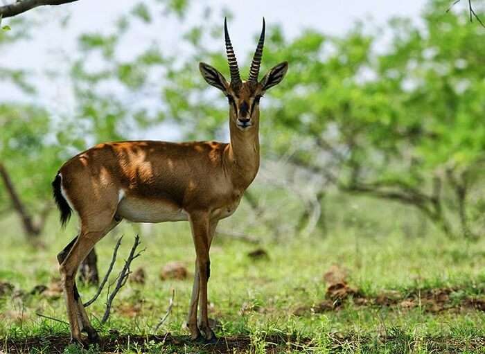 the wildlife of Bhimashankar Wildlife Sanctuary