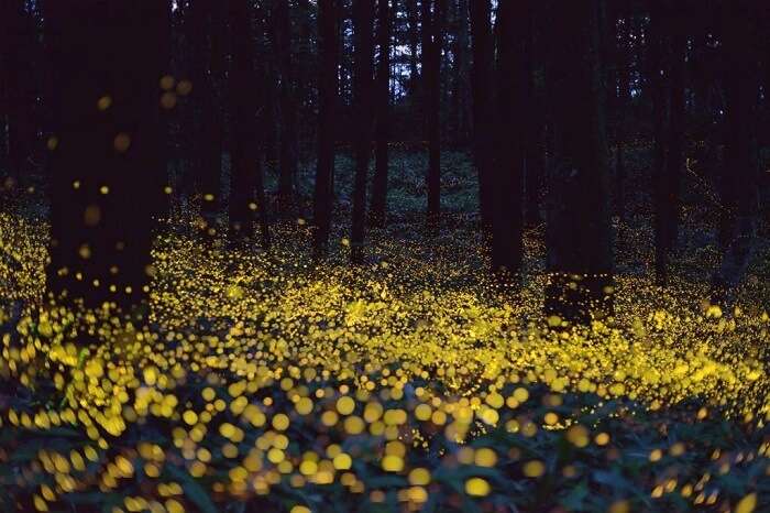 Catch fireflies in Bhorgiri