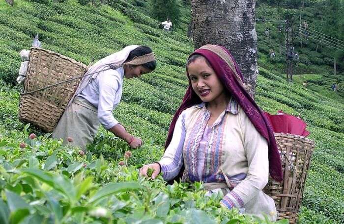 Darjeeling tea farm