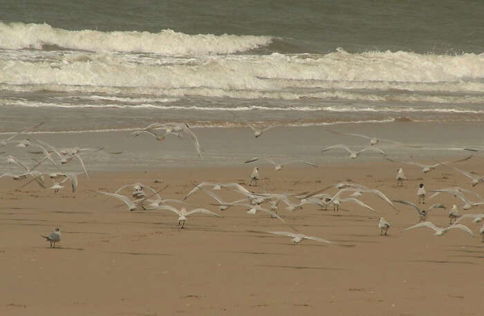 Birds on beach