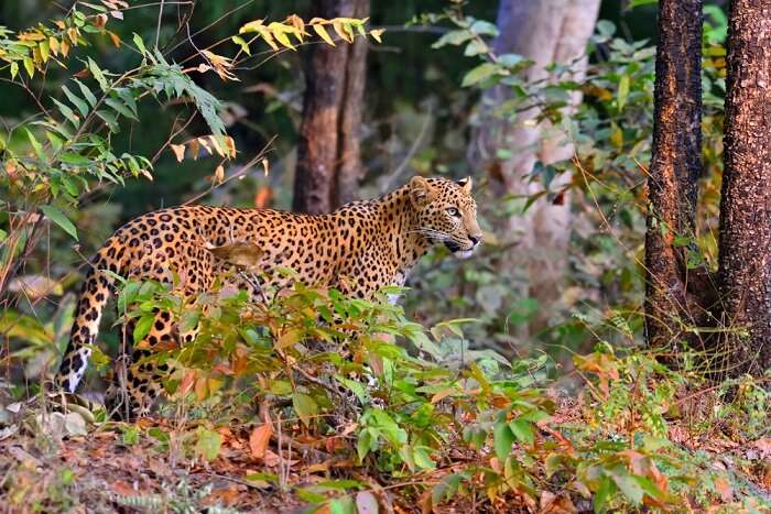 spot leopards in bhimashankar