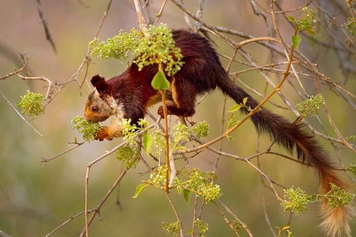 giant indian flying squirrel in bhimashankar