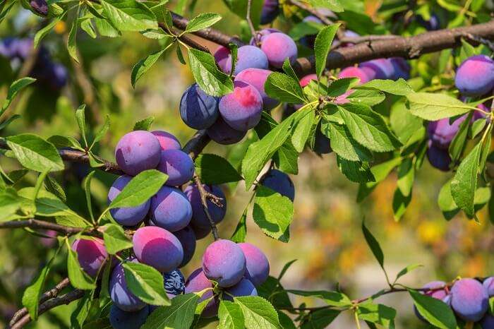 jamun trees in bhimashankar