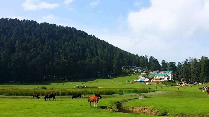 Khajjar in Dalhousie