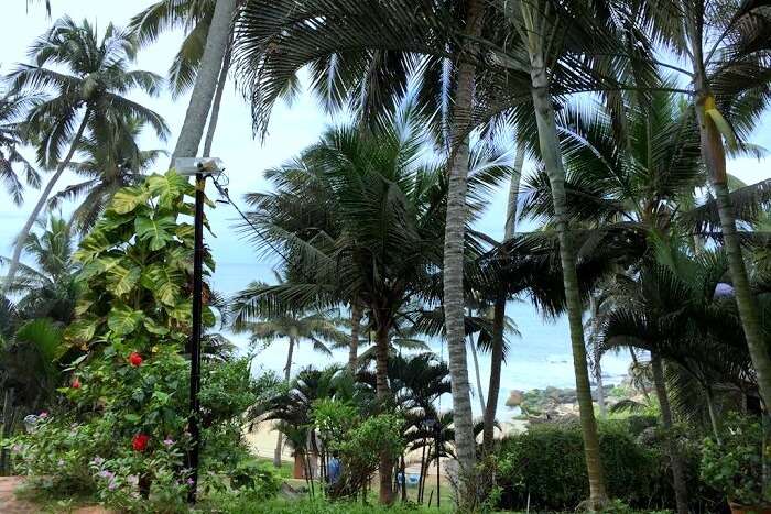 Kovalam resort palm shore