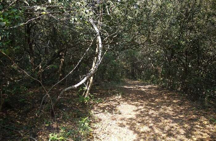 Phansad Wildlife Sanctuary View