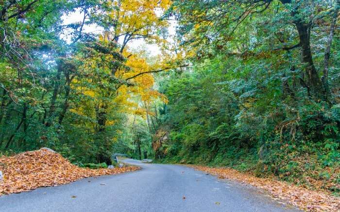 Road leading to Chopta in Uttarakhand at Chandrashila Trek