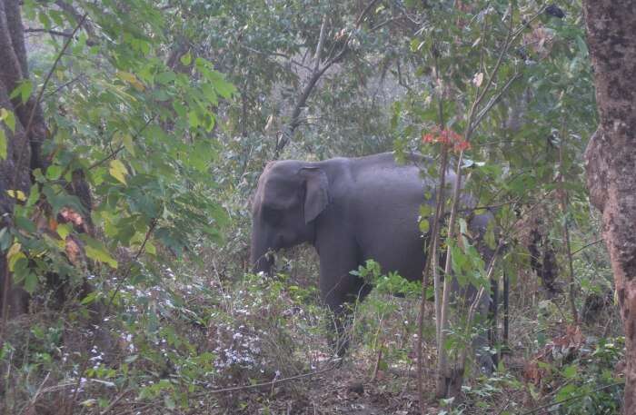 Elephant View