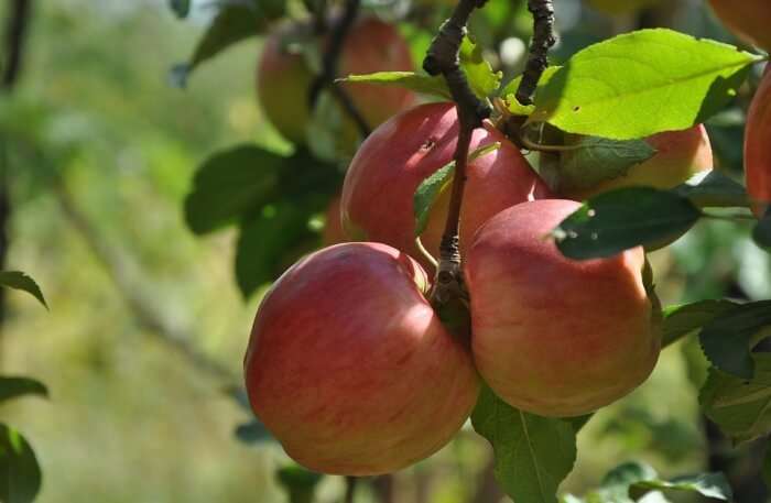 Apples on tree