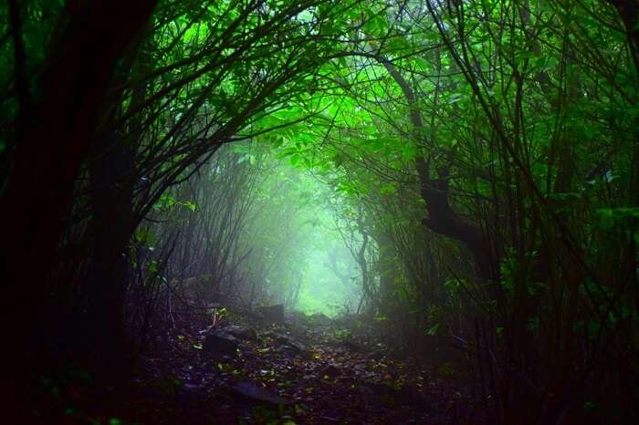 dense forests inside bhimashankar