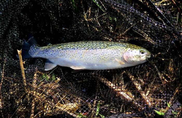 Trout Fishing