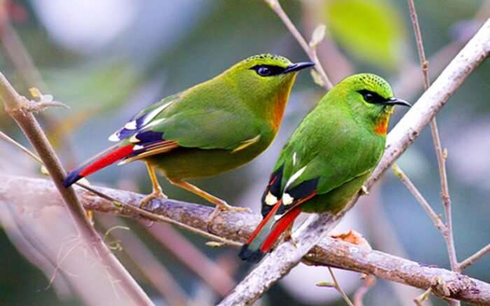 Two birds sitting on the branch of a tree in Eaglenest Wildlife Sanctuary 