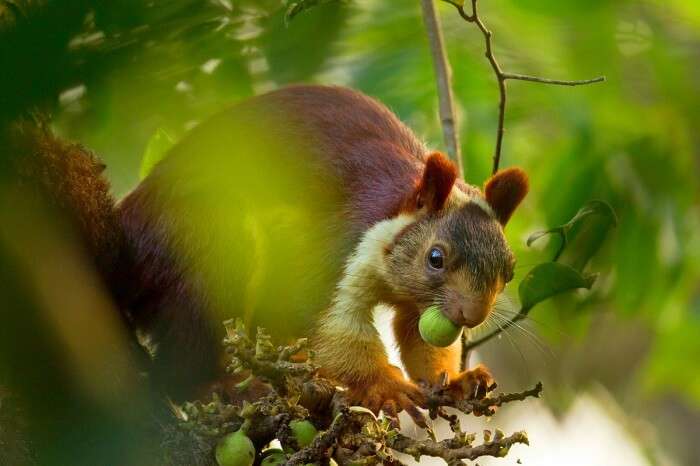 the giant flying squirrel of bhimashankar