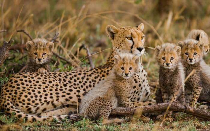 A cheetah with cubs in Masai Mara Nature Reserve