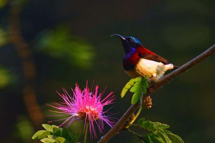 spot sunbirds at bhimashankar