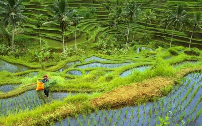 bali guy standing in paddy field holding grass 