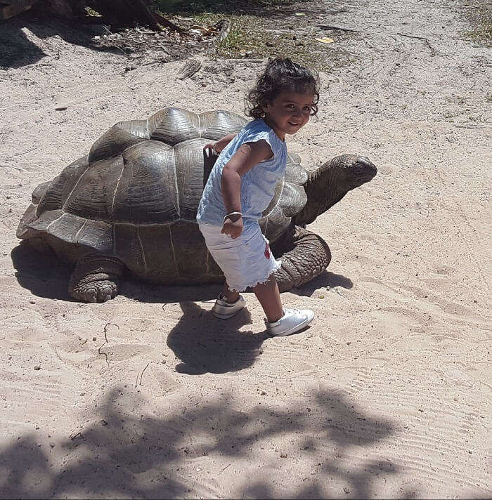tortoise spotting in seychelles