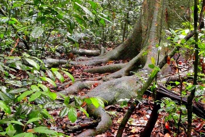 the sacred groves in bhimashankar