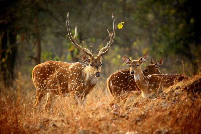 deers in tiger reserve