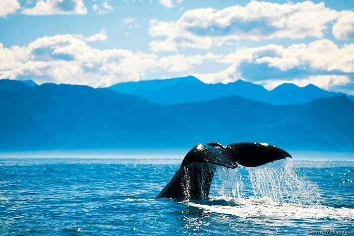 Whale Watching New Zealand