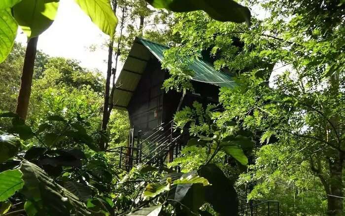 tree houses in Kerala