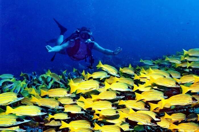 Diving at Banana Reef Maldives