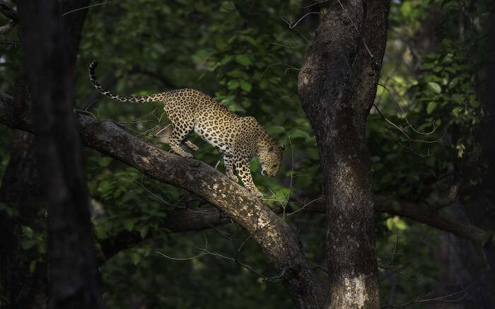 A leopard walking a the branch of a tree in Kanha Tiger Reserve 