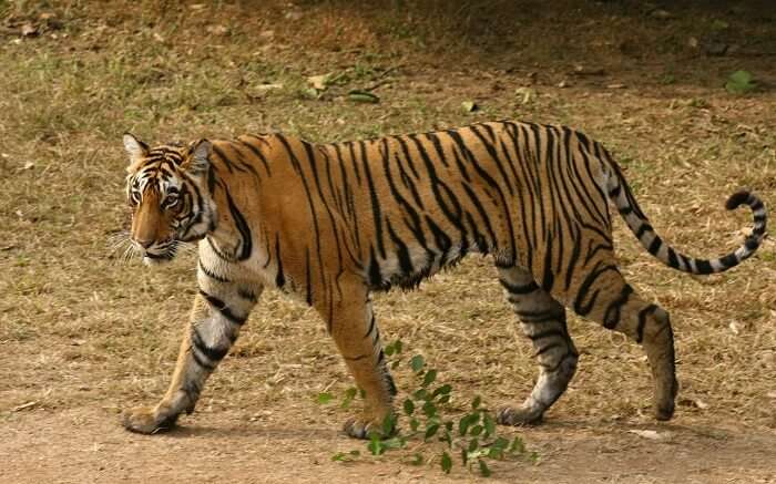 A tiger on a prowl in Rajaji Tiger Reserve in Haridwar