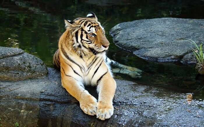 A tiger resting in the water in Tadoba National Park 