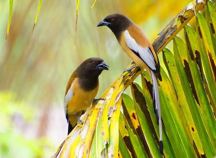 Birds in Sariska