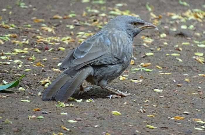 Avifauna