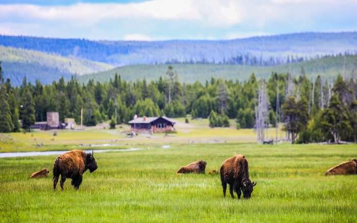 Bisons in Hayden Valley 