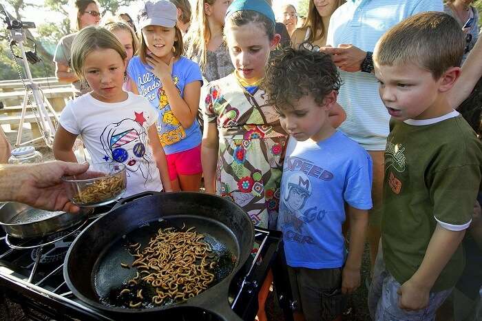 feast on bugs and worms at Bugfest