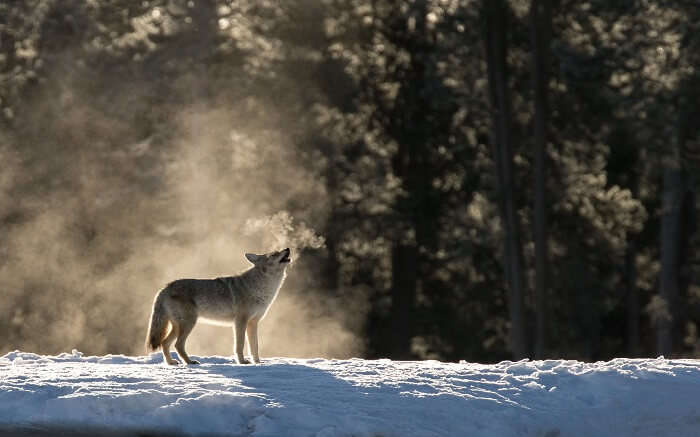 Coyote in Yellowstone National Park 