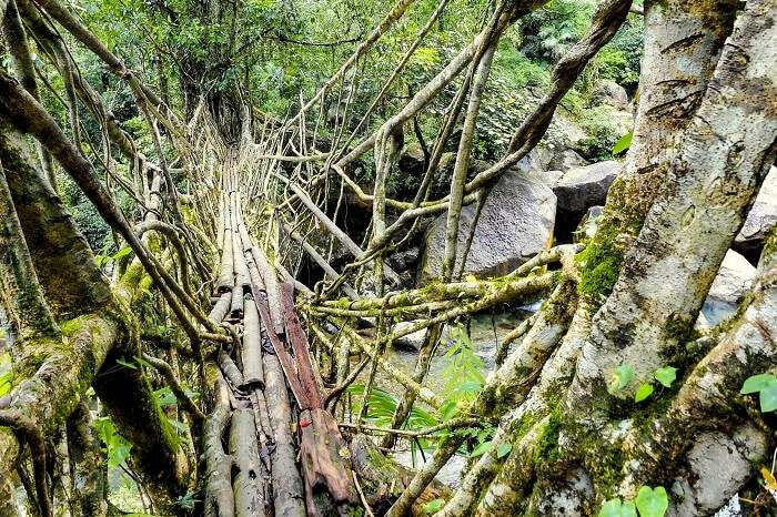 root bridge in meghalaya