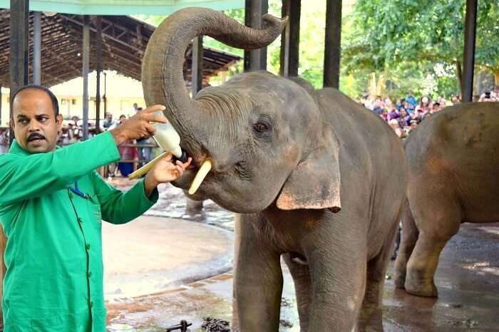 elephant sanctuary in sri lanka