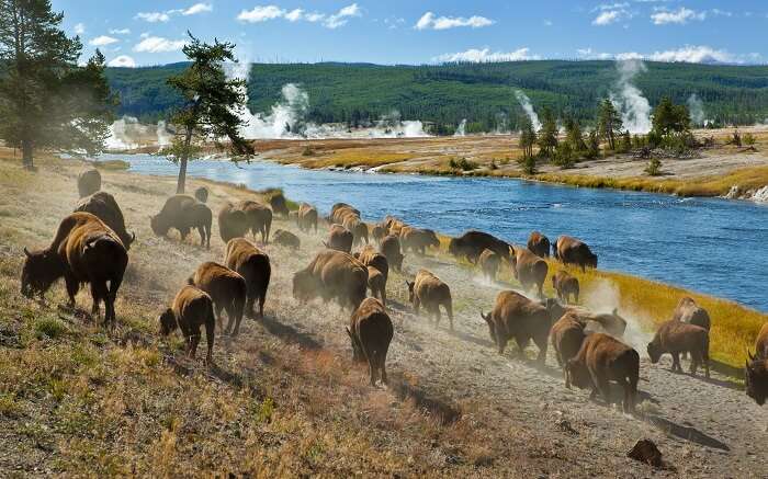 Herd of bisons in Yellowstone National Park 