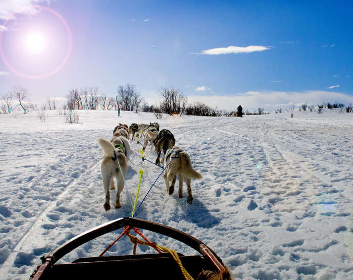 Husky safari in Lapland