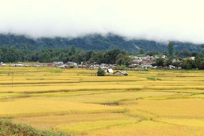 ziro rice fields